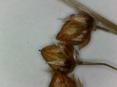 Luzula acuminata acuminata