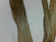 Luzula acuminata acuminata