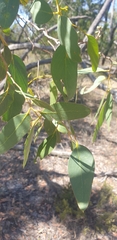 Eucalyptus arenacea