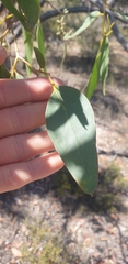 Eucalyptus arenacea