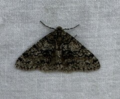 Phigalia denticulata
