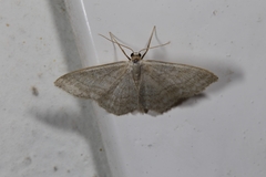 Idaea subsericeata