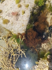 Cystophora moniliformis