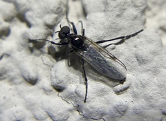 Bibiodes halteralis