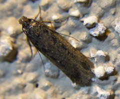 Gelechiini