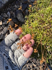 Coreocarpus dissectus