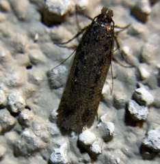 Gelechiini
