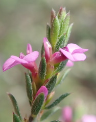 Muraltia knysnaensis