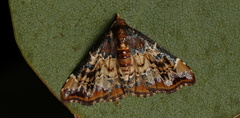 Corgatha sideropasta