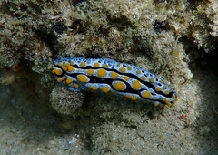 Phyllidia coelestis
