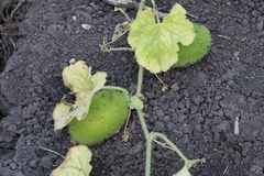 Cucumis dipsaceus