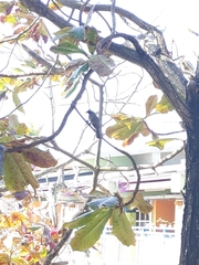 Pycnonotus sinensis formosae