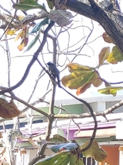 Pycnonotus sinensis formosae