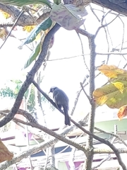 Pycnonotus sinensis formosae