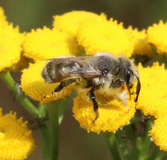 Megachile perihirta