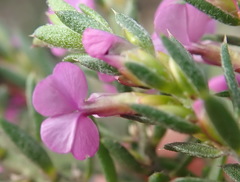 Muraltia knysnaensis