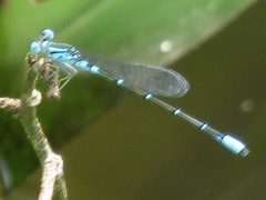 Telebasis rubricauda