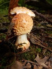 Amanita amerirubescens