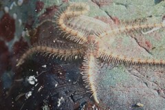 Ophiothrix caespitosa