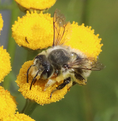 Megachile perihirta