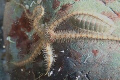 Ophiothrix caespitosa