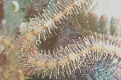 Ophiothrix caespitosa