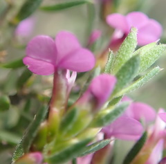 Muraltia knysnaensis