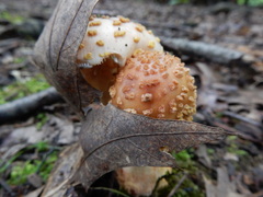 Amanita amerirubescens