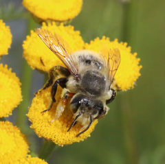 Megachile perihirta