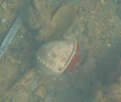 Paguristes frontalis