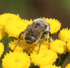 Megachile perihirta
