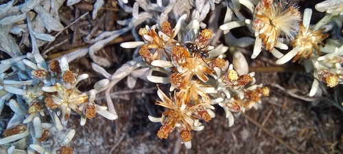 Image of Helichrysum litorale by (c) Adele SL, some rights reserved (CC BY)