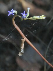 Phonognatha graeffei