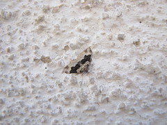 Epirrhoe galiata