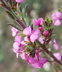 Muraltia knysnaensis