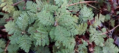 Chamaebatia foliolosa