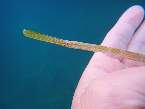 Knifesnout pipefish (Hypselognathus rostratus) — Syngnathidae — 3