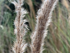 Saccharum formosanum