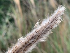 Saccharum formosanum