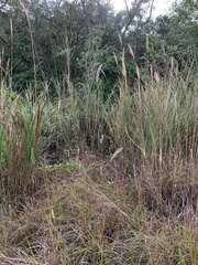 Saccharum formosanum