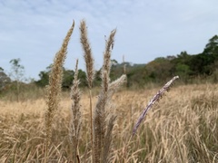 Saccharum formosanum