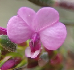 Muraltia knysnaensis