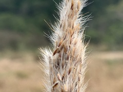 Saccharum formosanum