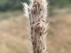 Saccharum formosanum