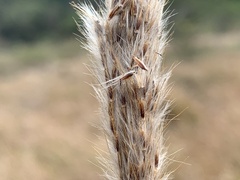 Saccharum formosanum