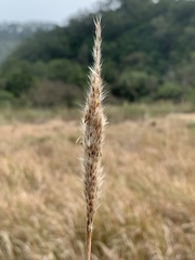 Saccharum formosanum