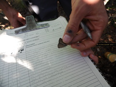 Nhambikuara cerradensis