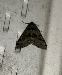 Phigalia denticulata