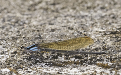 Argia tezpi