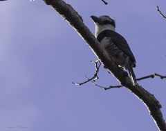 Notharchus hyperrhynchus